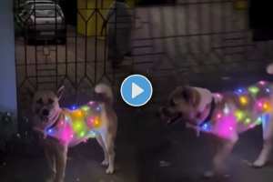 Dog Viral Video