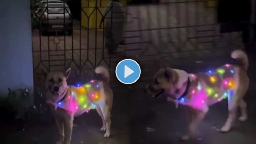 Dog Viral Video