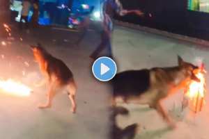 Dog Viral Video