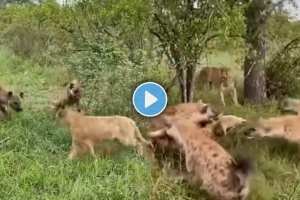 Hyena herd tried to attack the lion