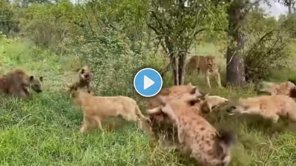 Hyena herd tried to attack the lion