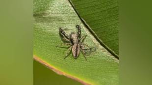 New Spider Species Baner Hill, Baner Hill,