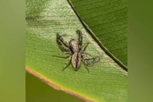 New Spider Species Baner Hill, Baner Hill,