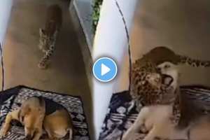 Leopard's Viral Video