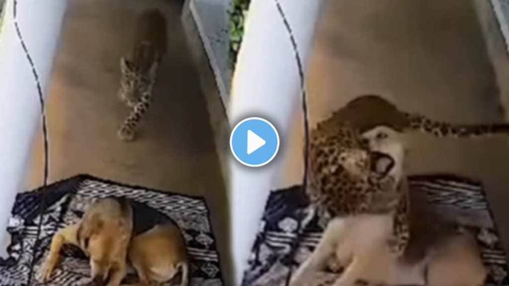 Leopard's Viral Video