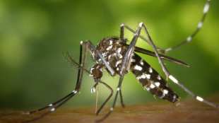 How to use banana peel for mosquito