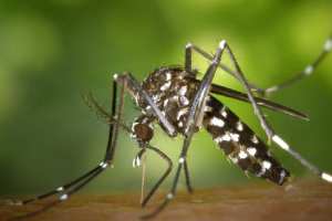 How to use banana peel for mosquito