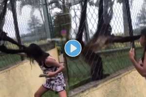 The monkey pulled the girl's hair