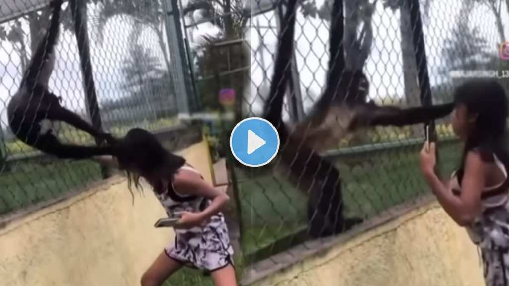 The monkey pulled the girl's hair