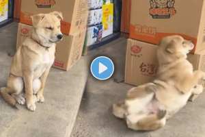 Dog Viral Video