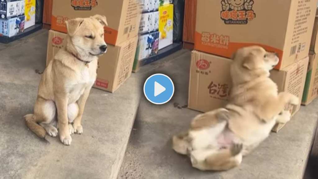 Dog Viral Video