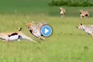 leopard and deer Viral Video