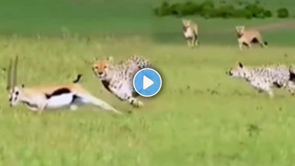 leopard and deer Viral Video