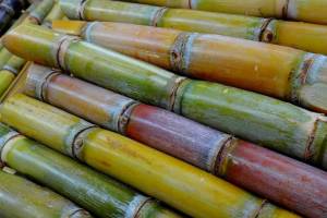 sugar Factories, sugar commissionerate, sugar,