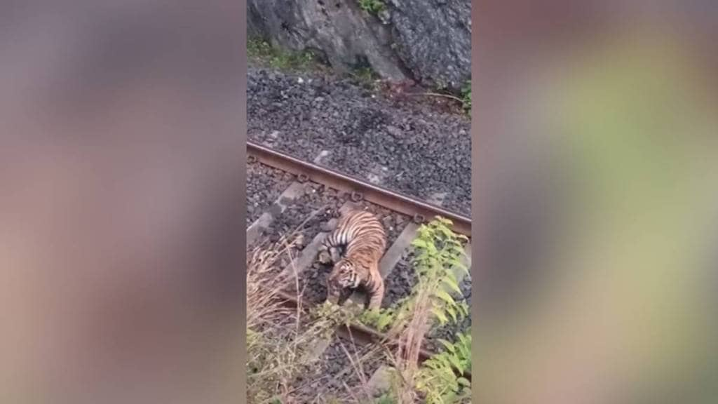 nagpur,tiger,railway,