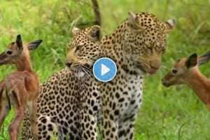 The unique friendship of a leopard and a deer