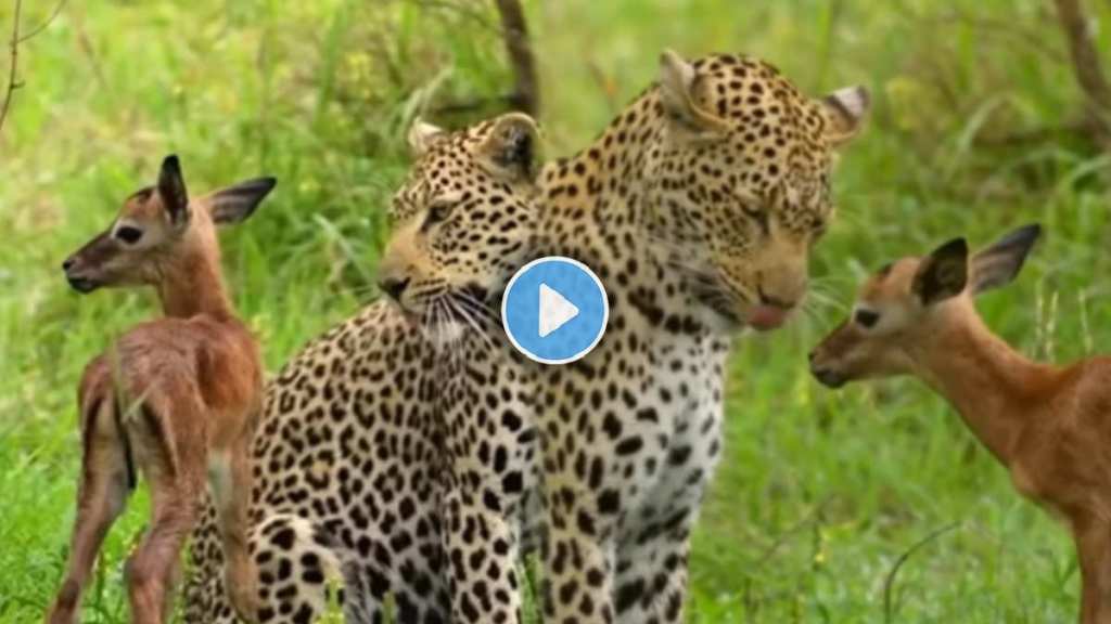 The unique friendship of a leopard and a deer