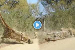 Lion cubs attack giraffe