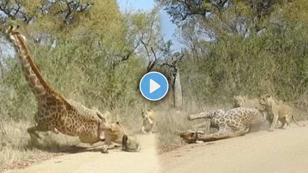 Lion cubs attack giraffe