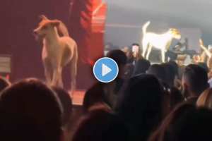 dog took to the stage at the music concert