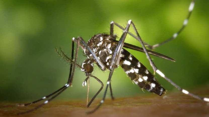 his simple remedy of banana peel will kill mosquitoes 