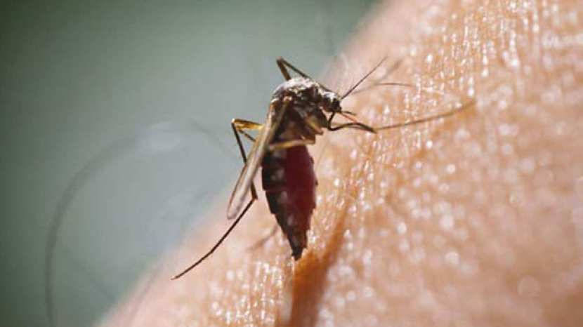 his simple remedy of banana peel will kill mosquitoes 