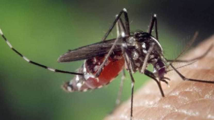 his simple remedy of banana peel will kill mosquitoes 