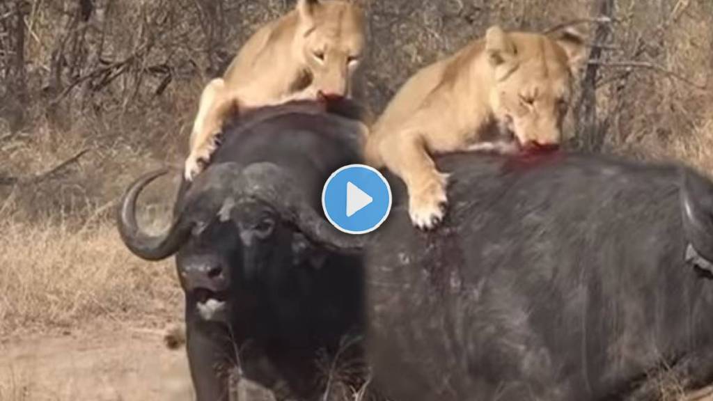 Lion cubs brutal attack on buffalo