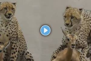 Leopard's Viral Video