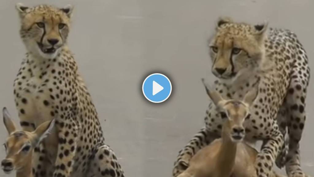 Leopard's Viral Video