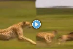 Cheetah Viral Video