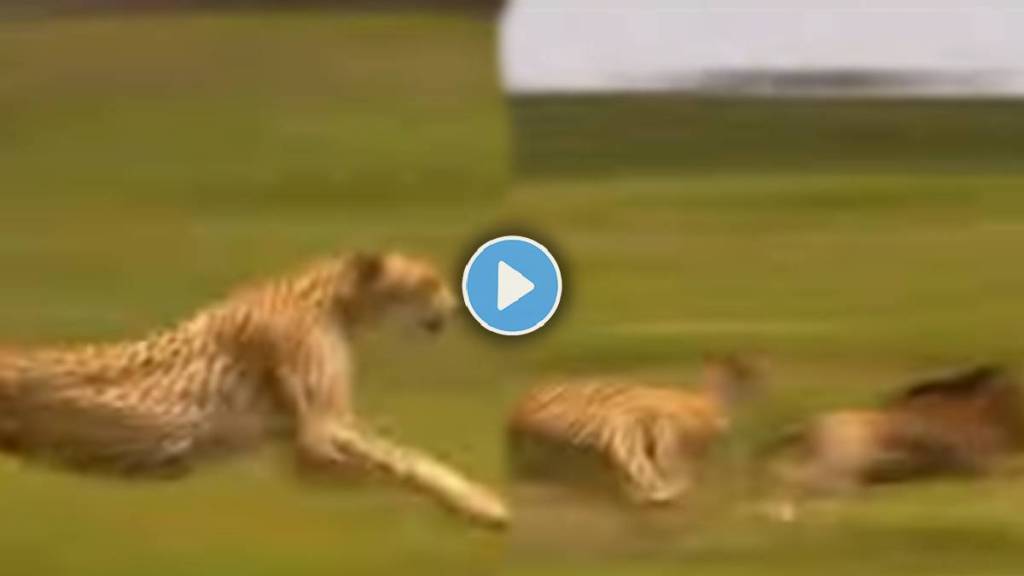 Cheetah Viral Video