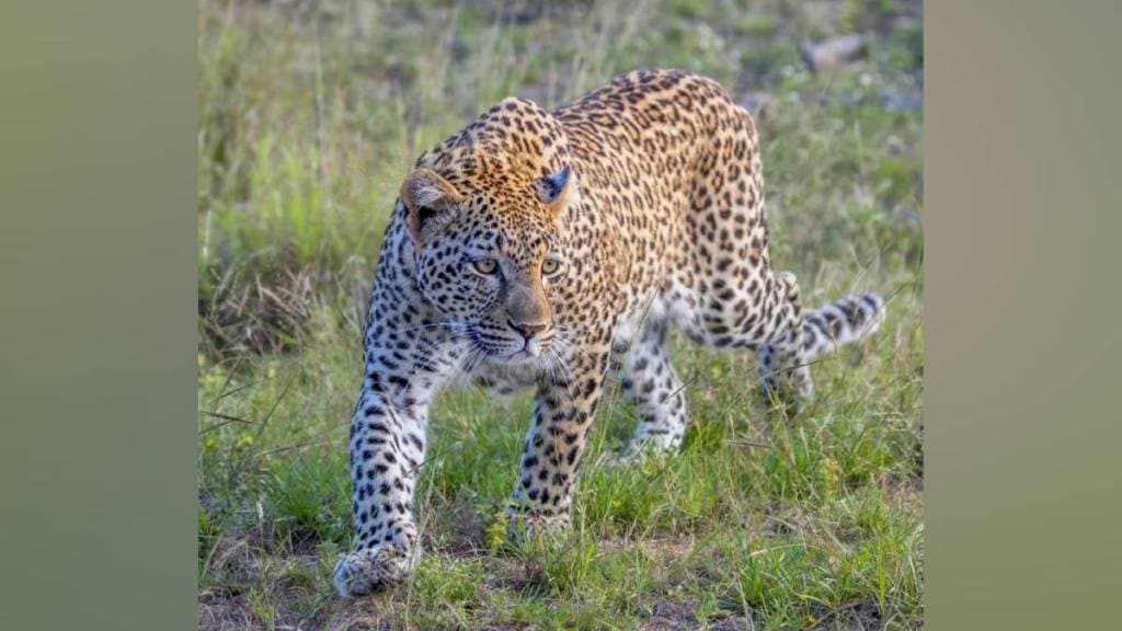 Shahapur Taluka Leopard, Solar Energy Fence,