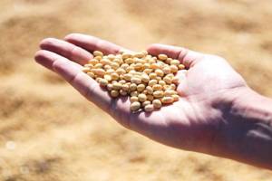 Soybean price, Soybean price lower, Soybean Amravati,