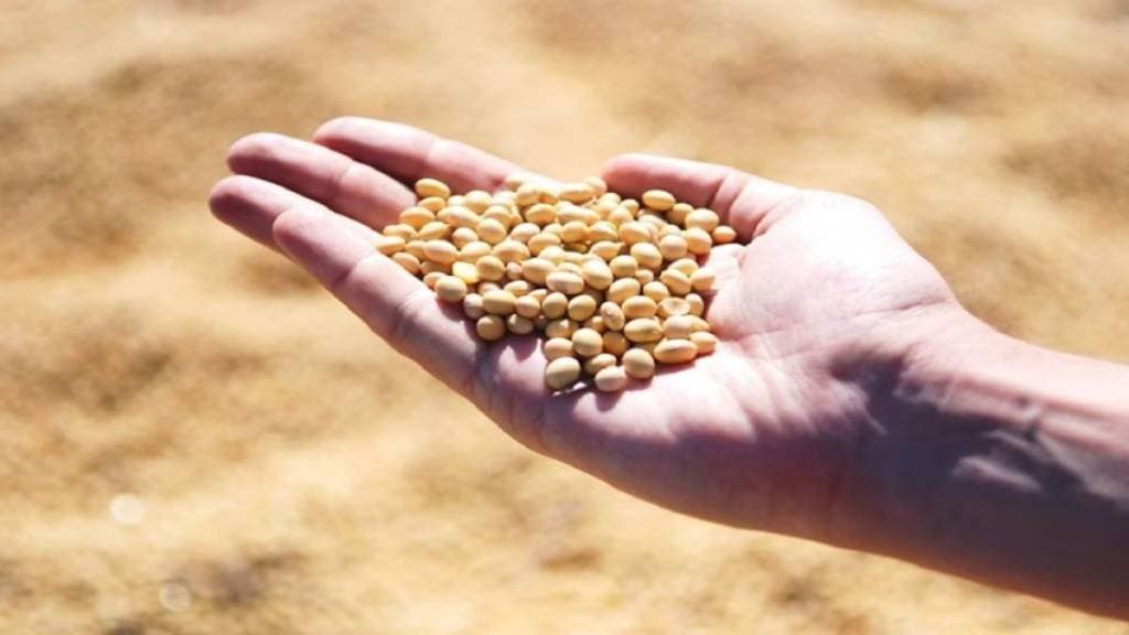 Soybean price, Soybean price lower, Soybean Amravati,