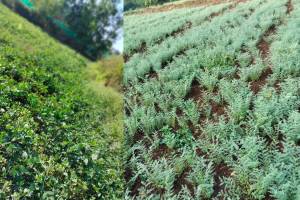 Agriculture Department prepared for Rabi season in district preparing agriculture in Konkan region for second time after paddy harvest