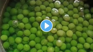 unhygienic vegetables frozen matar shocking video goes viral on social media