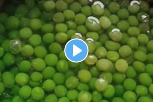 unhygienic vegetables frozen matar shocking video goes viral on social media