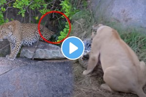 Leopard Mother Sacrifices Herself To Protect Her Cubs shocking video