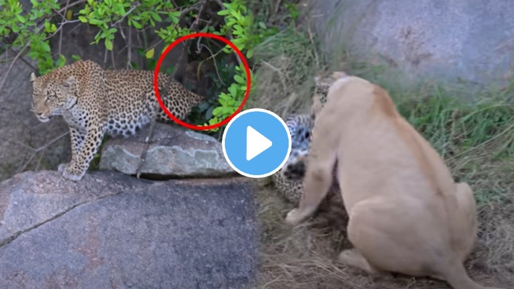 Leopard Mother Sacrifices Herself To Protect Her Cubs shocking video