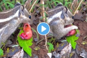 Squirrel and new born baby video