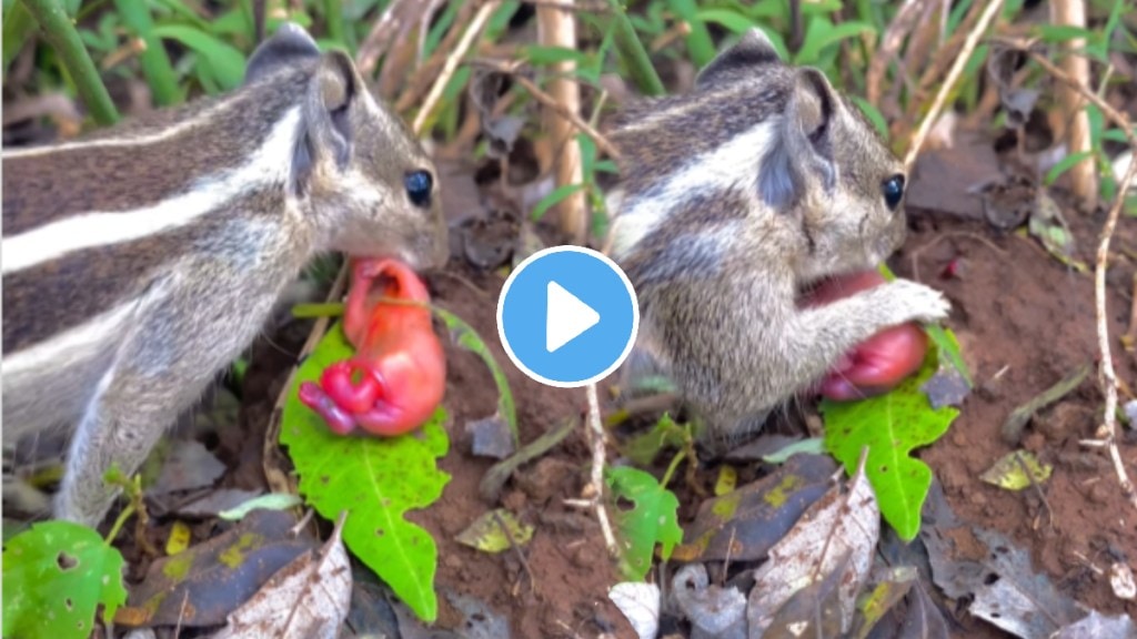 Squirrel and new born baby video