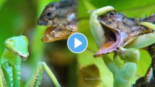 Viral video The Grasshopper Killed The Big Lizard Animal Video Viral News In Marathi