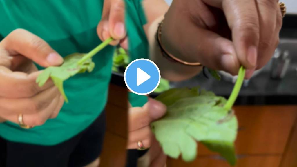 Alert please check when you will eat vegetable of palak shocking video goes viral