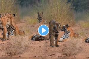 tigress popularly known as K Mark of Tadoba along with her three cubs set foot on tourist