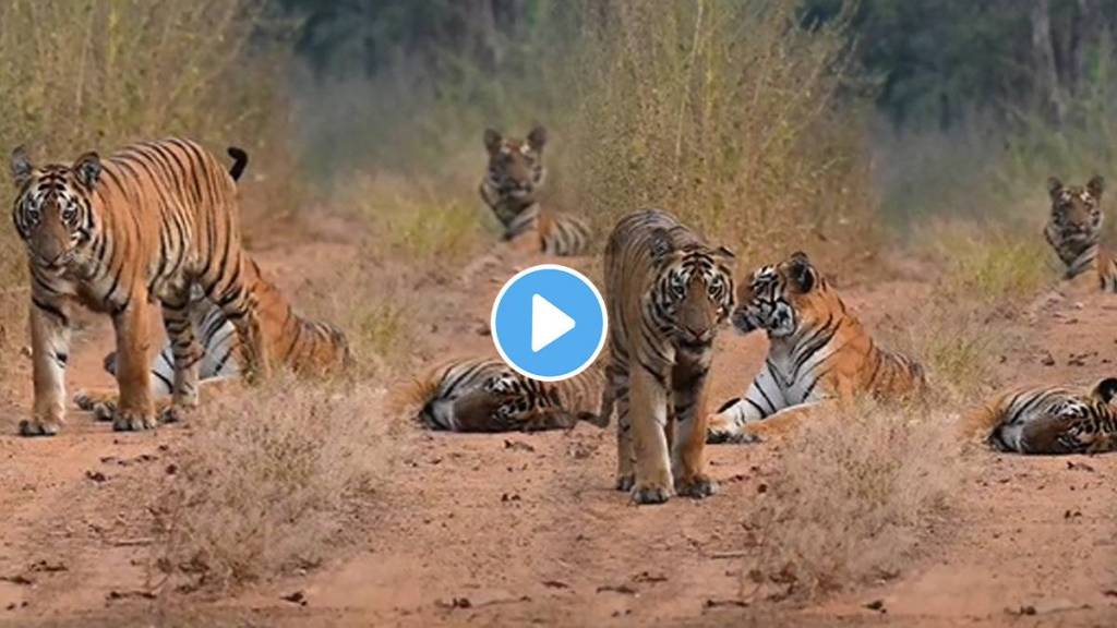 tigress popularly known as K Mark of Tadoba along with her three cubs set foot on tourist