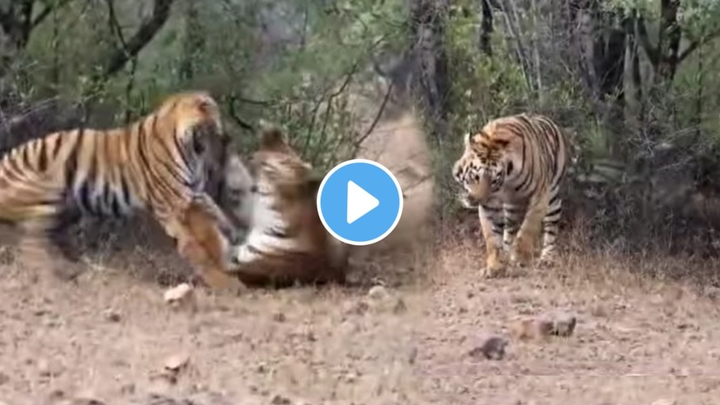 Tadoba Andhari Reserve Viral Video Two Tigers Fight With Each Other To See Who Will Win shocking video