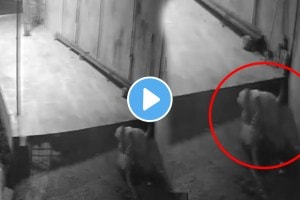 Dog Beat Leopard In The Jungle Fight Animal shocking Video goes Viral