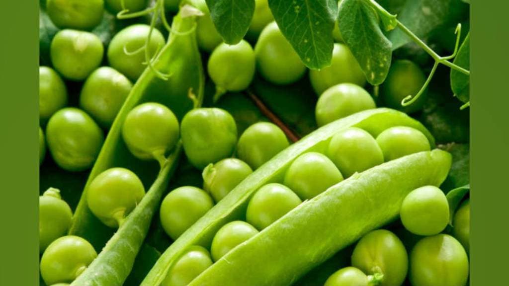 Green peas are flooding in markets prices which soared to drop by half