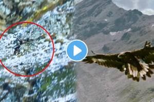 Small Bird Is Flying With 100 Kg Of Animal At A Height Of 1000 Feet Animal shocking video goes viral